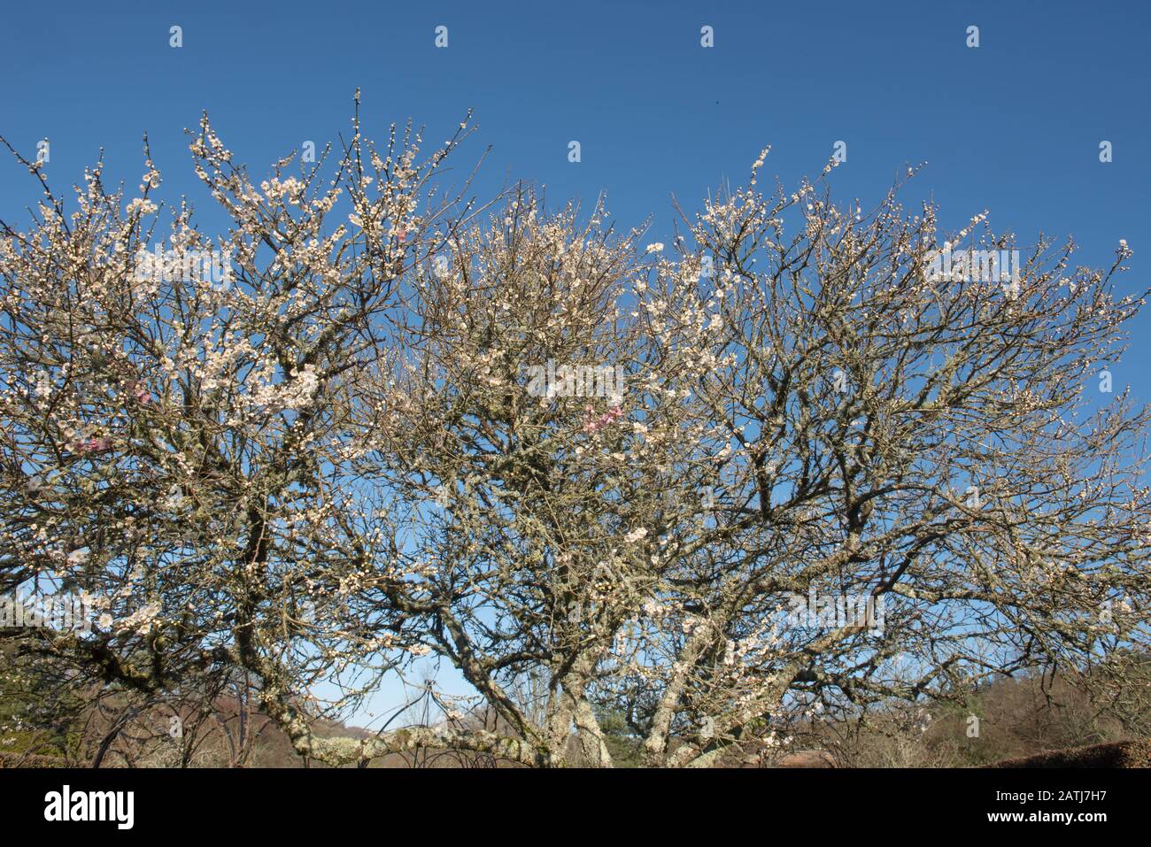 Winter Blossom of an Ornamental Japanese Apricot Tree (Prunus mume 'Omoi-no-mama') with a Bright Blue Sky Background in a Garden in Devon, England, UK Banque D'Images