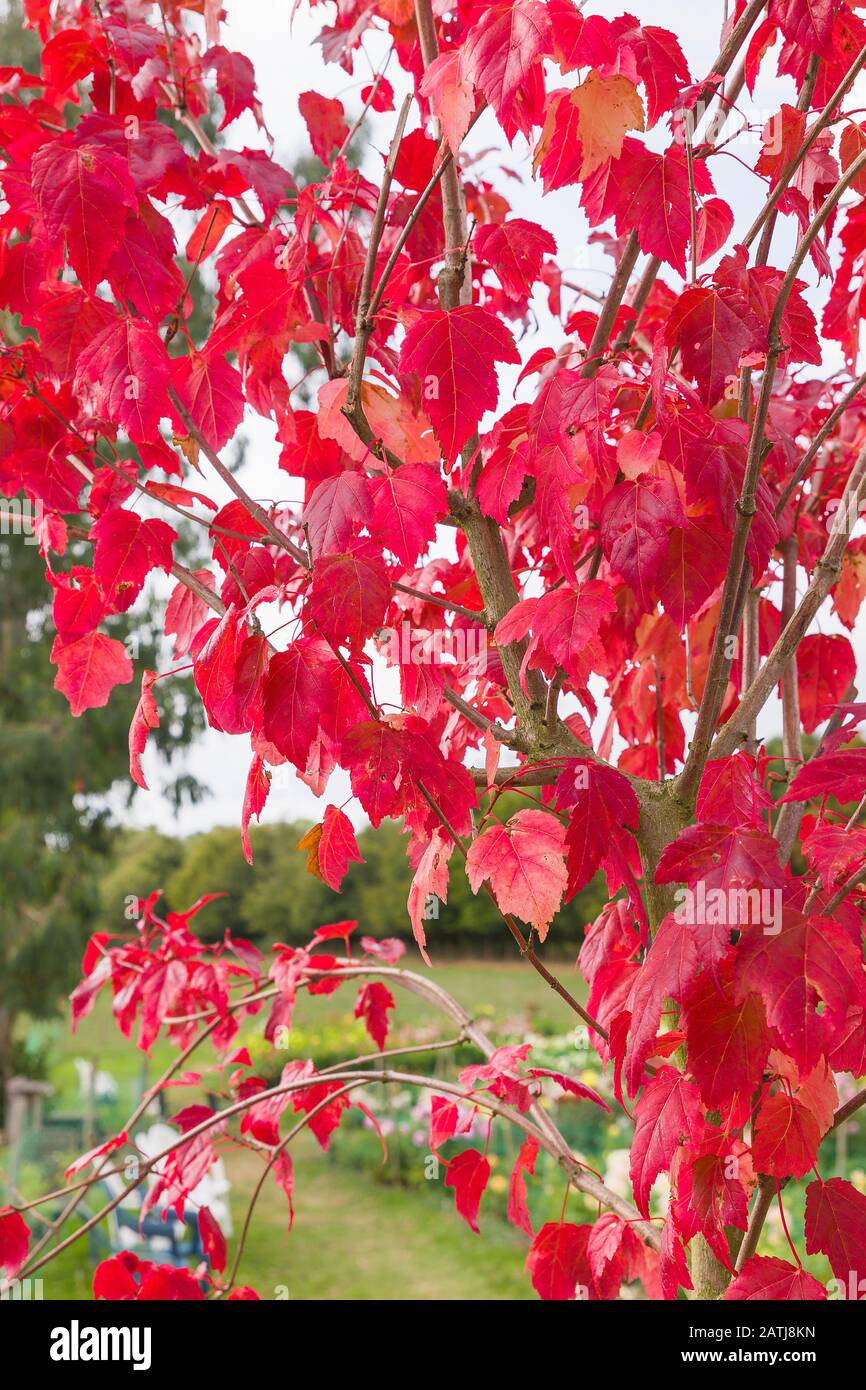 Superbes feuilles rouges en automne sur Acer tataricum subsp. Flamme Ginnala en septembre au Royaume-Uni Banque D'Images