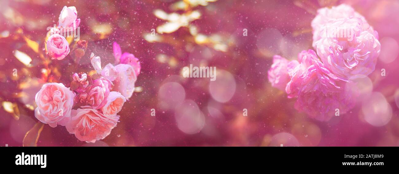 Roses roses roses fleuris avec effet bokeh teinté. Saint Valentin. Journée des femmes. Anniversaire. Ambiance festive. Carte Postale. Bannière Banque D'Images