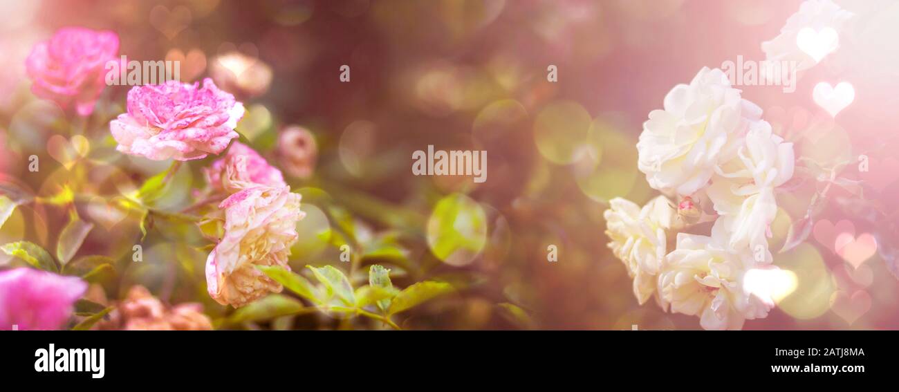 Roses roses roses fleuris avec effet bokeh teinté. Saint Valentin. Journée des femmes. Anniversaire. Ambiance festive. Carte Postale. Bannière Banque D'Images