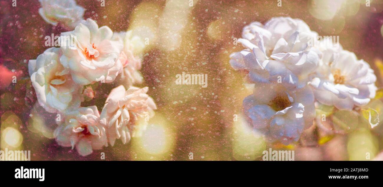 Roses roses roses fleuris avec effet bokeh teinté. Saint Valentin. Journée des femmes. Anniversaire. Ambiance festive. Carte Postale. Bannière Banque D'Images