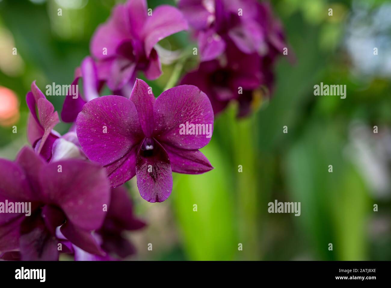 Fleur d'orchidée violette dans le jardin Banque D'Images