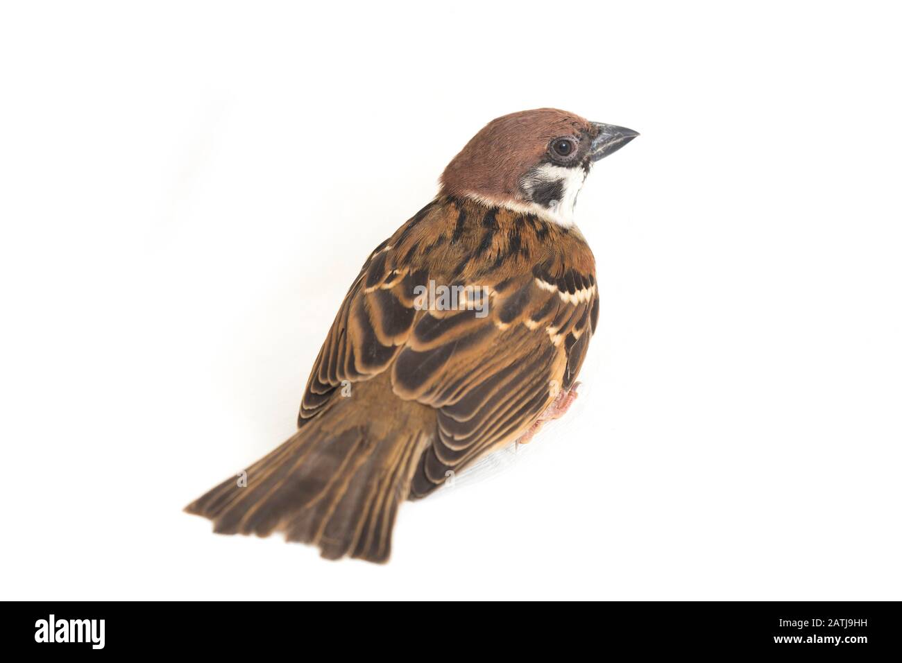 Les sparrows du vieux monde sont une famille de petits oiseaux de passereaux. Ils sont également appelés véritables sparws, isolés sur fond blanc Banque D'Images