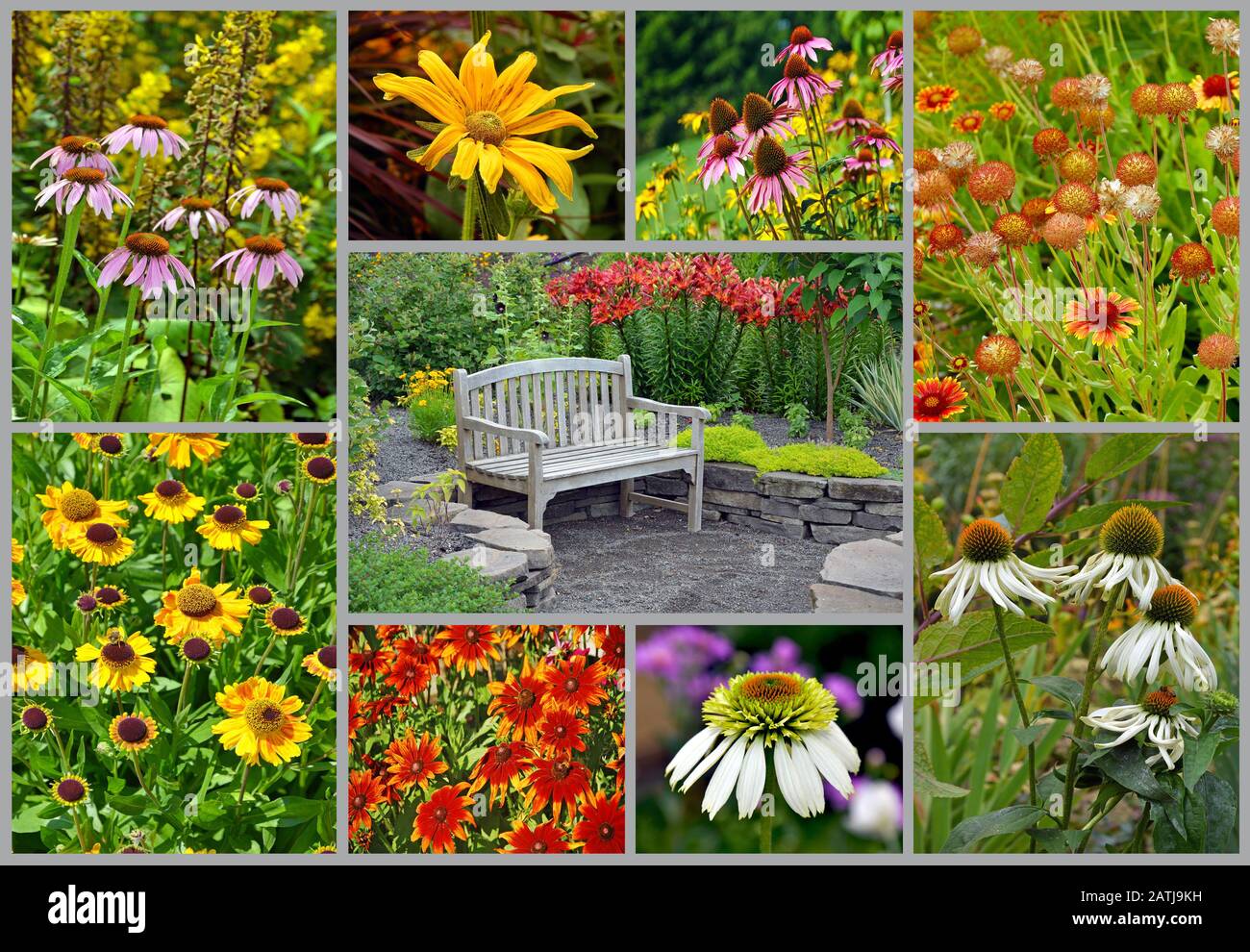 Collage coloré de jardin de fleurs d'été Banque D'Images