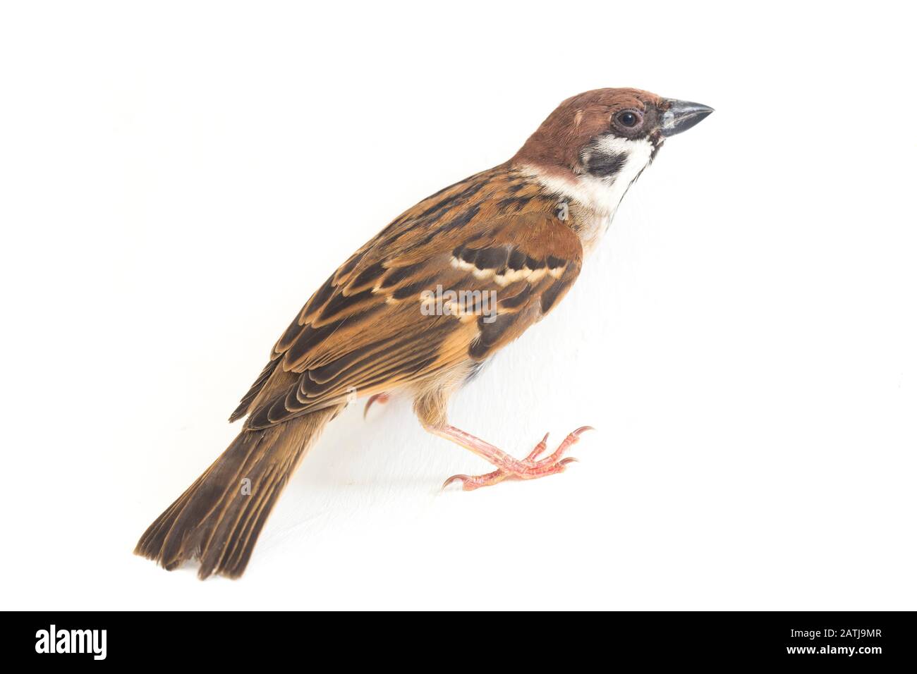 Les sparrows du vieux monde sont une famille de petits oiseaux de passereaux. Ils sont également appelés véritables sparws, isolés sur fond blanc Banque D'Images