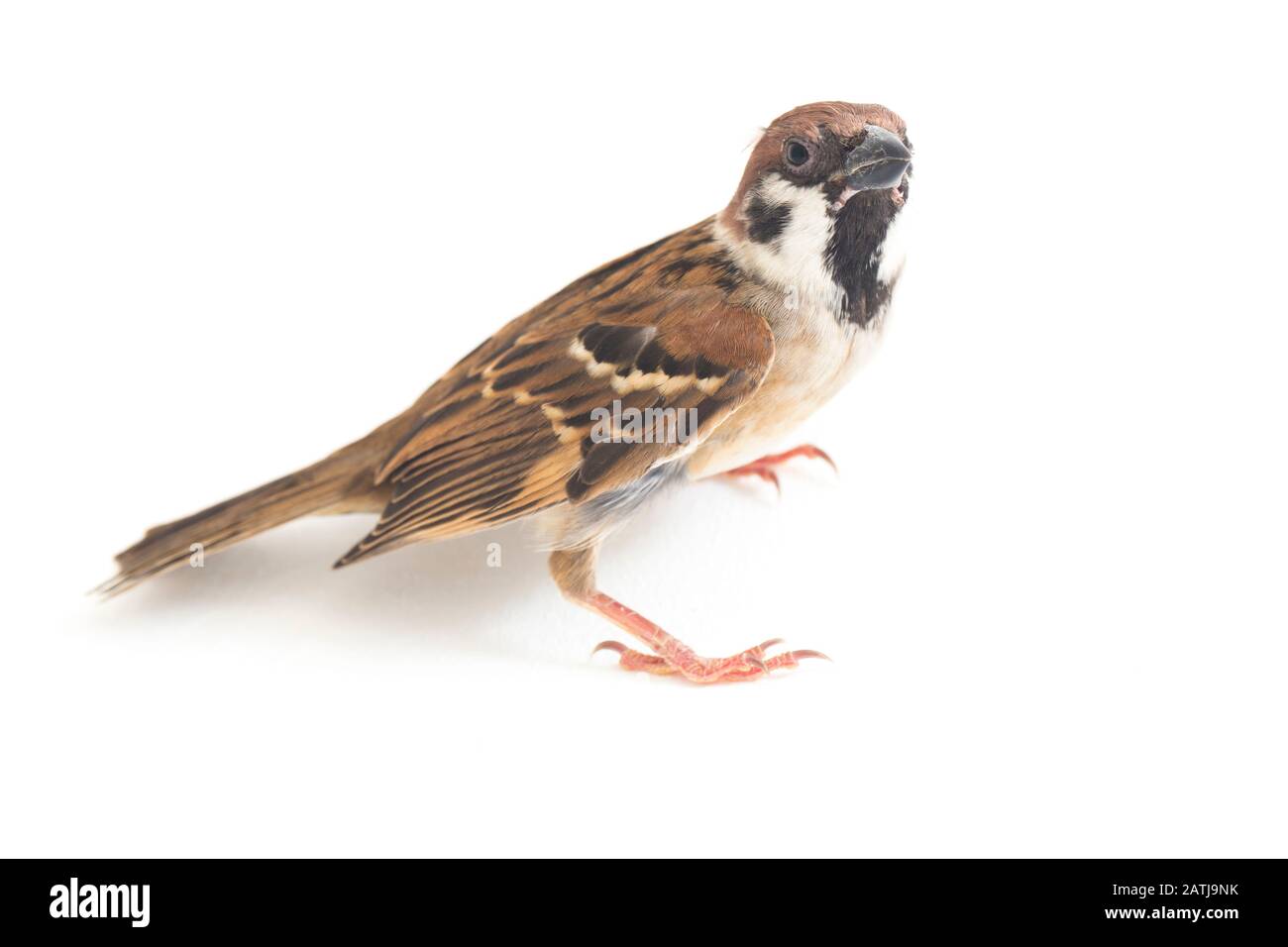 Les sparrows du vieux monde sont une famille de petits oiseaux de passereaux. Ils sont également appelés véritables sparws, isolés sur fond blanc Banque D'Images