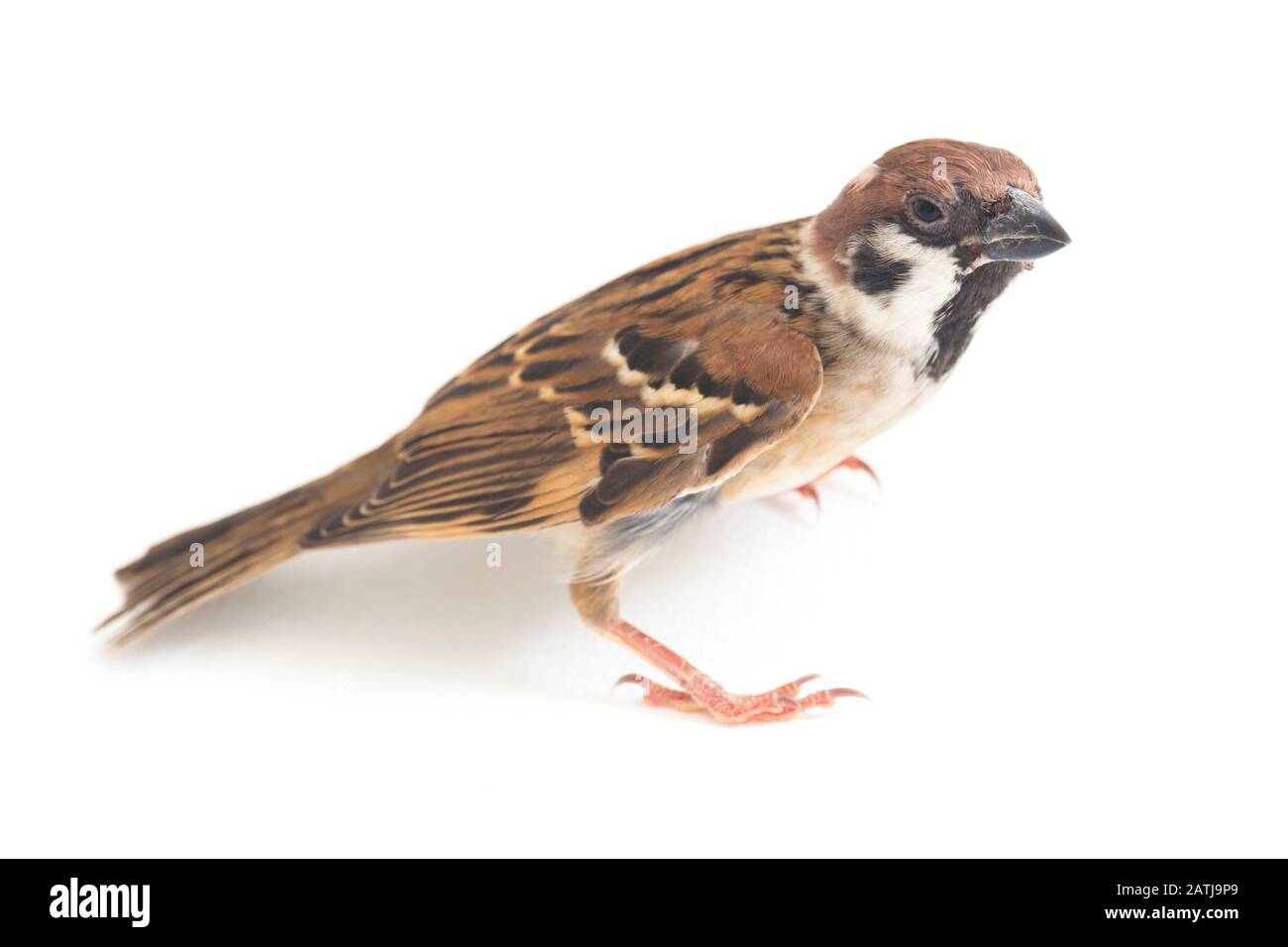 Les sparrows du vieux monde sont une famille de petits oiseaux de passereaux. Ils sont également appelés véritables sparws, isolés sur fond blanc Banque D'Images