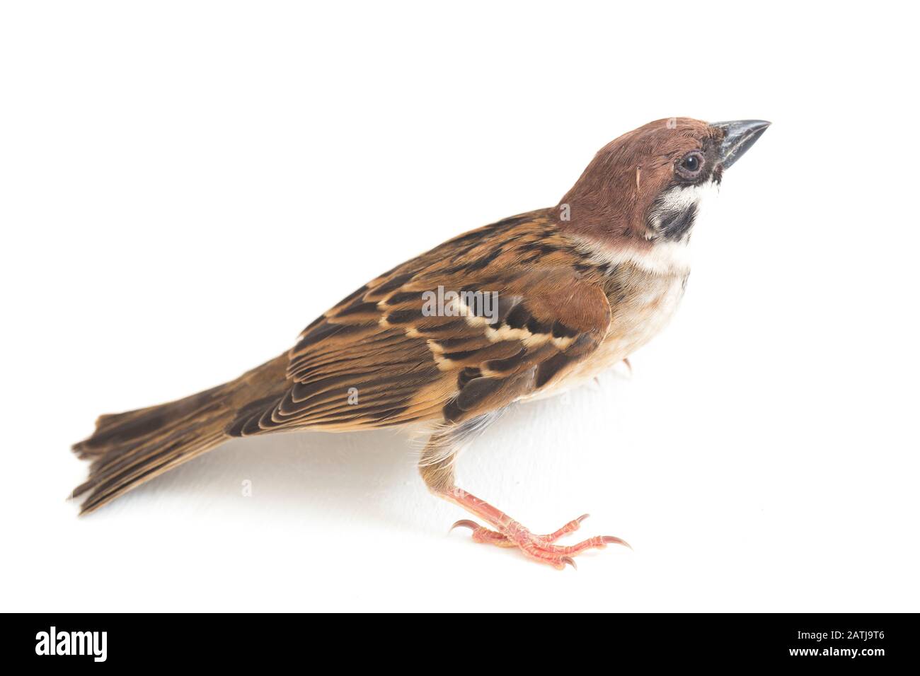 Les sparrows du vieux monde sont une famille de petits oiseaux de passereaux. Ils sont également appelés véritables sparws, isolés sur fond blanc Banque D'Images