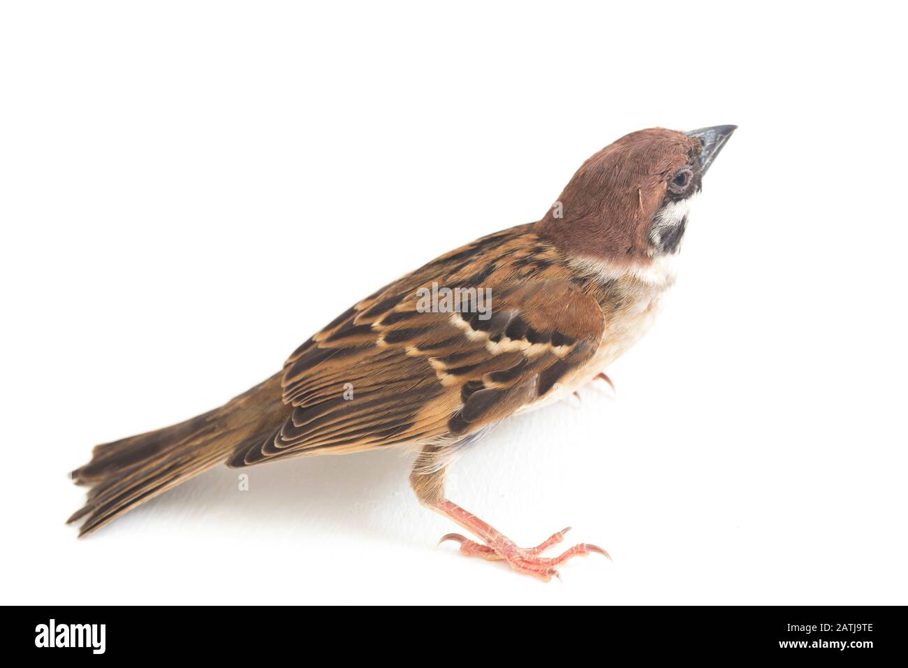 Les sparrows du vieux monde sont une famille de petits oiseaux de passereaux. Ils sont également appelés véritables sparws, isolés sur fond blanc Banque D'Images