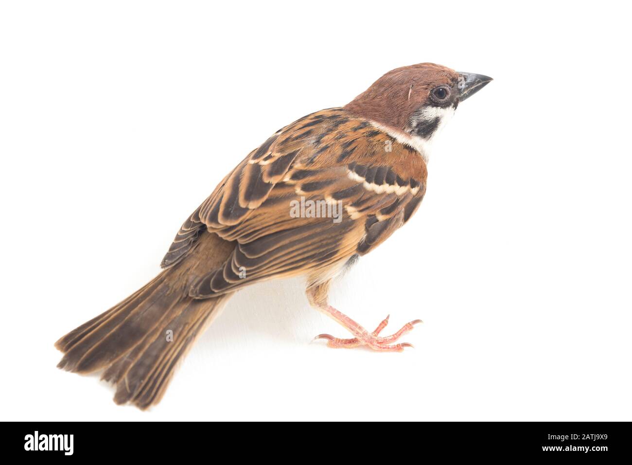 Les sparrows du vieux monde sont une famille de petits oiseaux de passereaux. Ils sont également appelés véritables sparws, isolés sur fond blanc Banque D'Images
