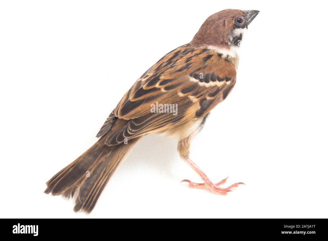 Les sparrows du vieux monde sont une famille de petits oiseaux de passereaux. Ils sont également appelés véritables sparws, isolés sur fond blanc Banque D'Images