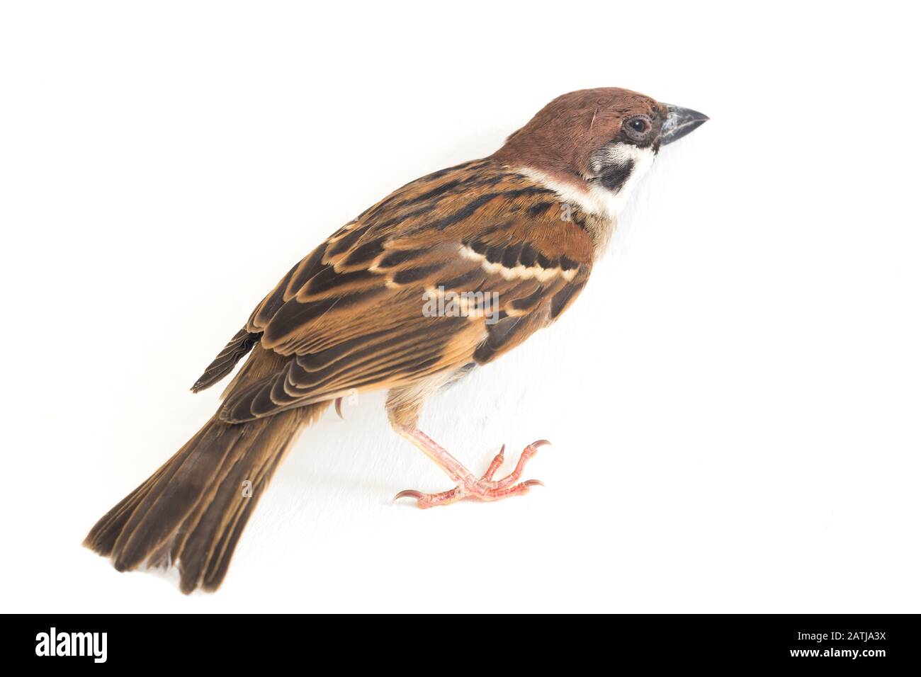 Les sparrows du vieux monde sont une famille de petits oiseaux de passereaux. Ils sont également appelés véritables sparws, isolés sur fond blanc Banque D'Images