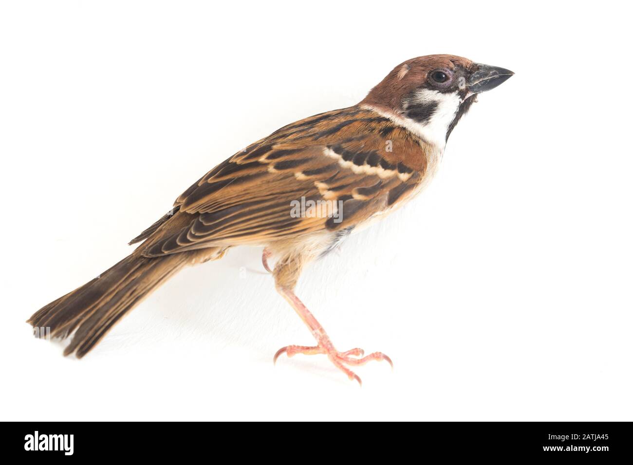 Les sparrows du vieux monde sont une famille de petits oiseaux de passereaux. Ils sont également appelés véritables sparws, isolés sur fond blanc Banque D'Images