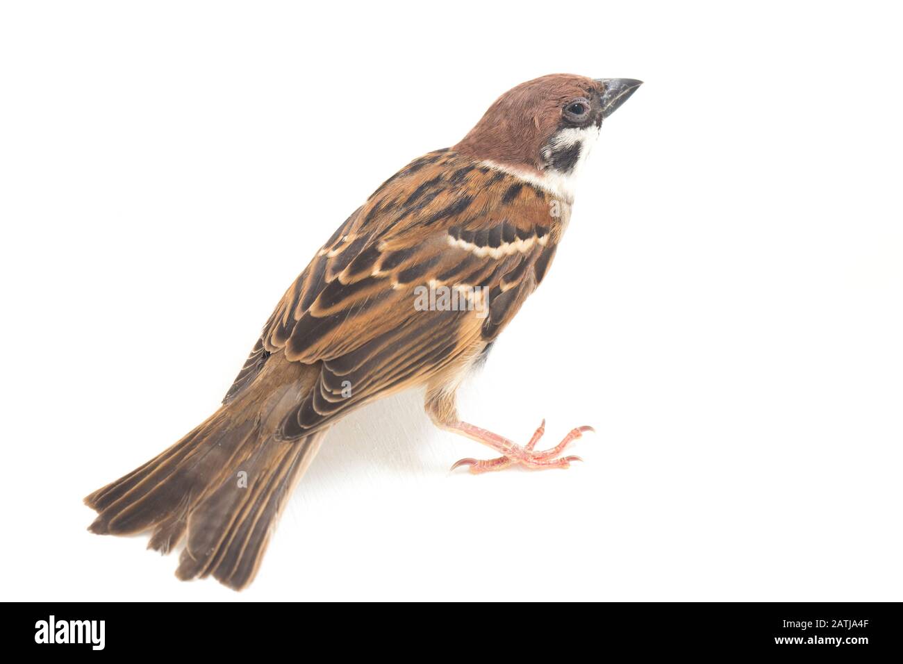 Les sparrows du vieux monde sont une famille de petits oiseaux de passereaux. Ils sont également appelés véritables sparws, isolés sur fond blanc Banque D'Images