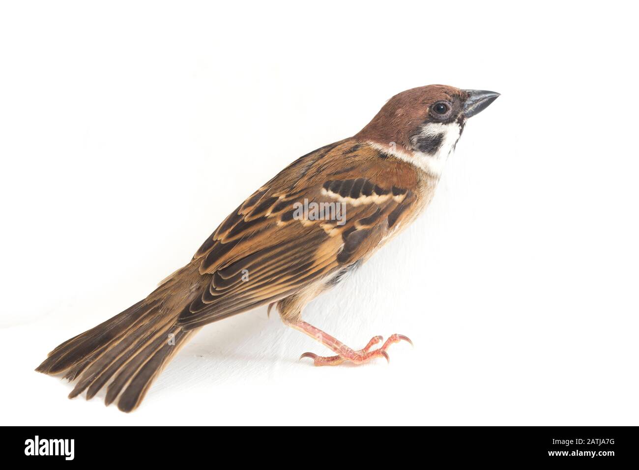Les sparrows du vieux monde sont une famille de petits oiseaux de passereaux. Ils sont également appelés véritables sparws, isolés sur fond blanc Banque D'Images