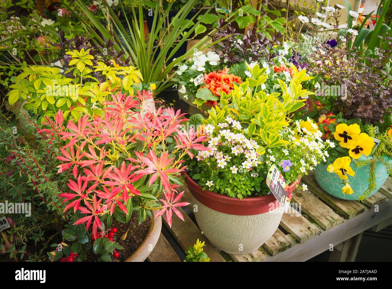 Une sélection de semoirs à conteneurs colorés à vendre dans un centre de jardin anglais au Royaume-Uni Banque D'Images