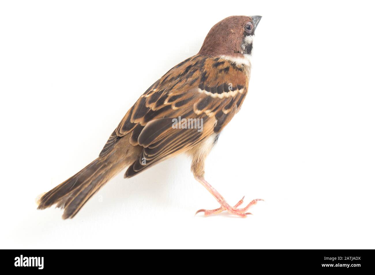 Les sparrows du vieux monde sont une famille de petits oiseaux de passereaux. Ils sont également appelés véritables sparws, isolés sur fond blanc Banque D'Images