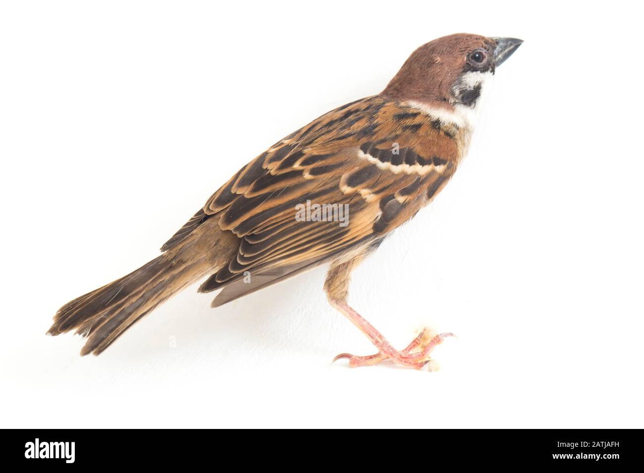 Les sparrows du vieux monde sont une famille de petits oiseaux de passereaux. Ils sont également appelés véritables sparws, isolés sur fond blanc Banque D'Images