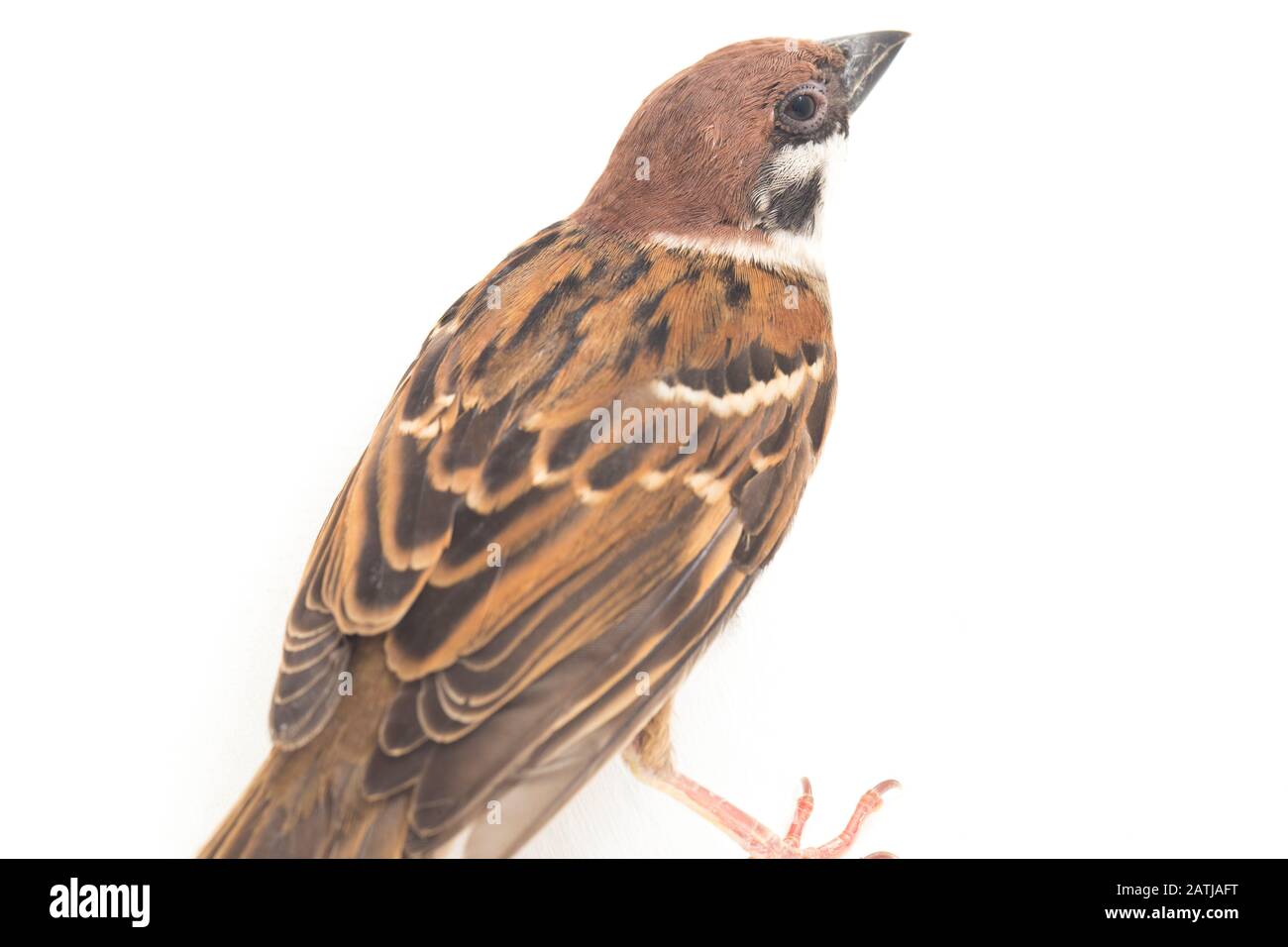 Les sparrows du vieux monde sont une famille de petits oiseaux de passereaux. Ils sont également appelés véritables sparws, isolés sur fond blanc Banque D'Images