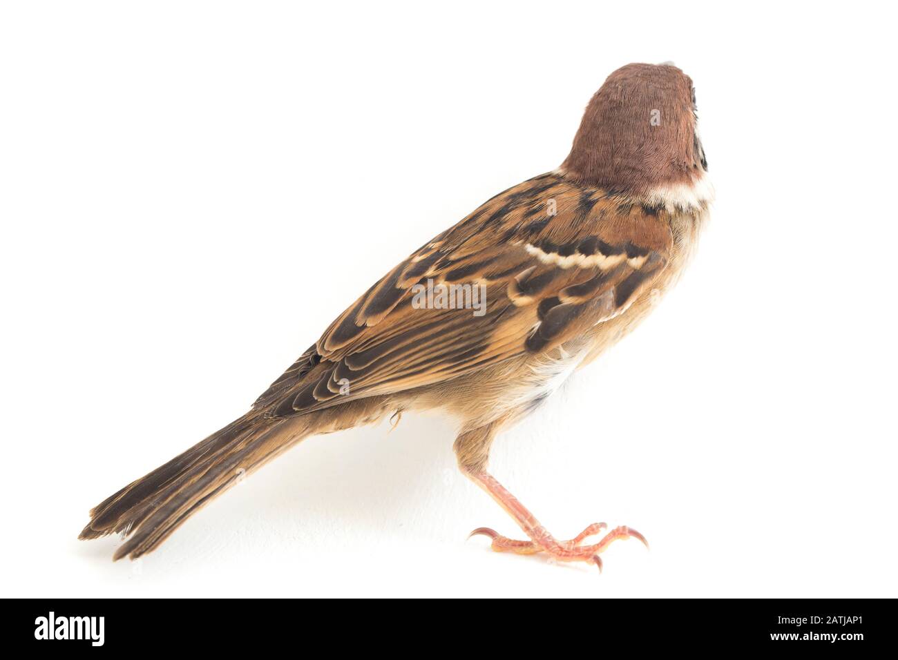 Les sparrows du vieux monde sont une famille de petits oiseaux de passereaux. Ils sont également appelés véritables sparws, isolés sur fond blanc Banque D'Images