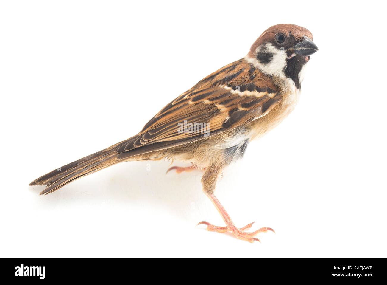 Les sparrows du vieux monde sont une famille de petits oiseaux de passereaux. Ils sont également appelés véritables sparws, isolés sur fond blanc Banque D'Images