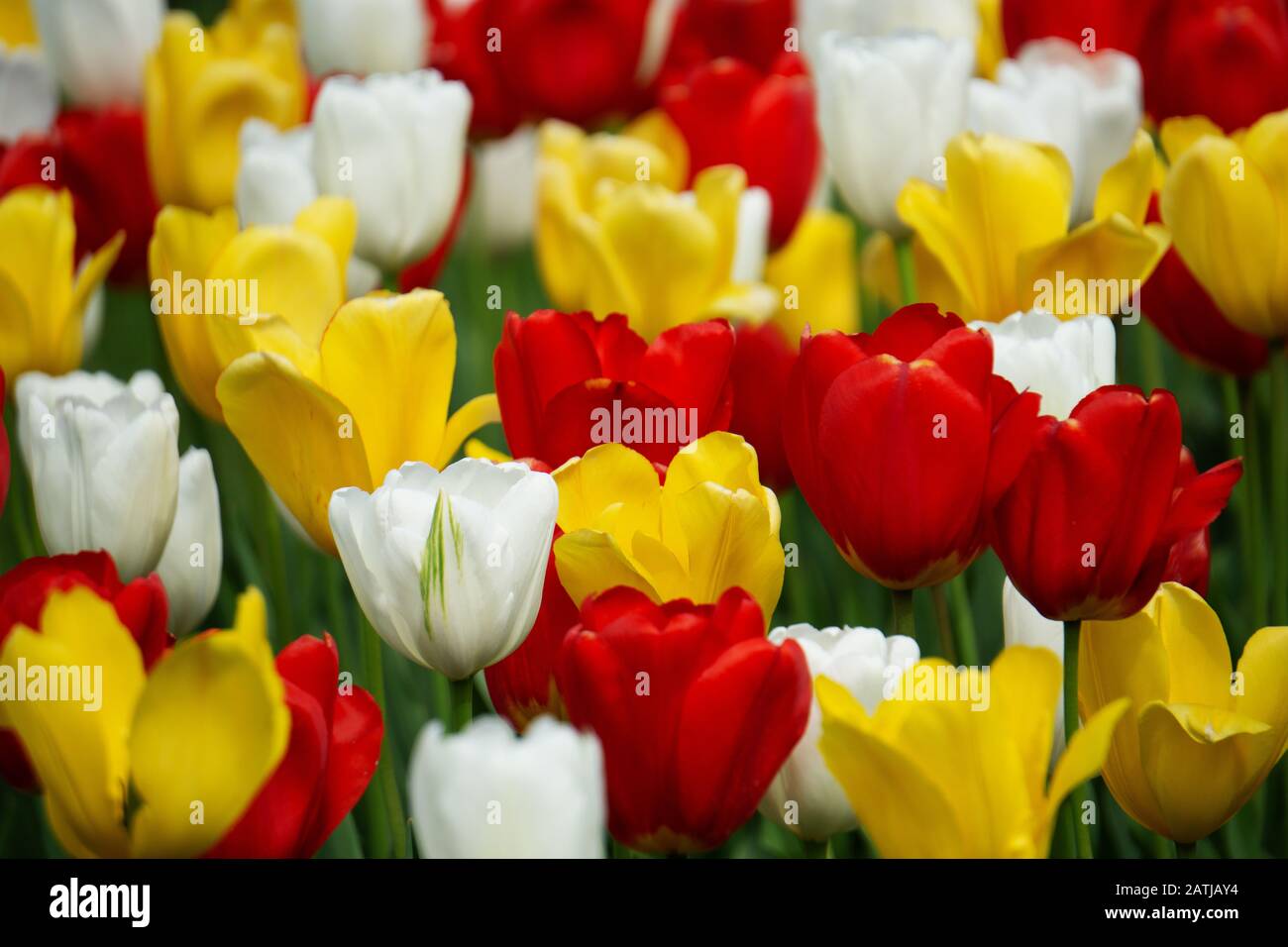 Tulipes rouges, blanches et jaunes dans un champ au parc Cantigny à Wheaton, Illinois. Banque D'Images