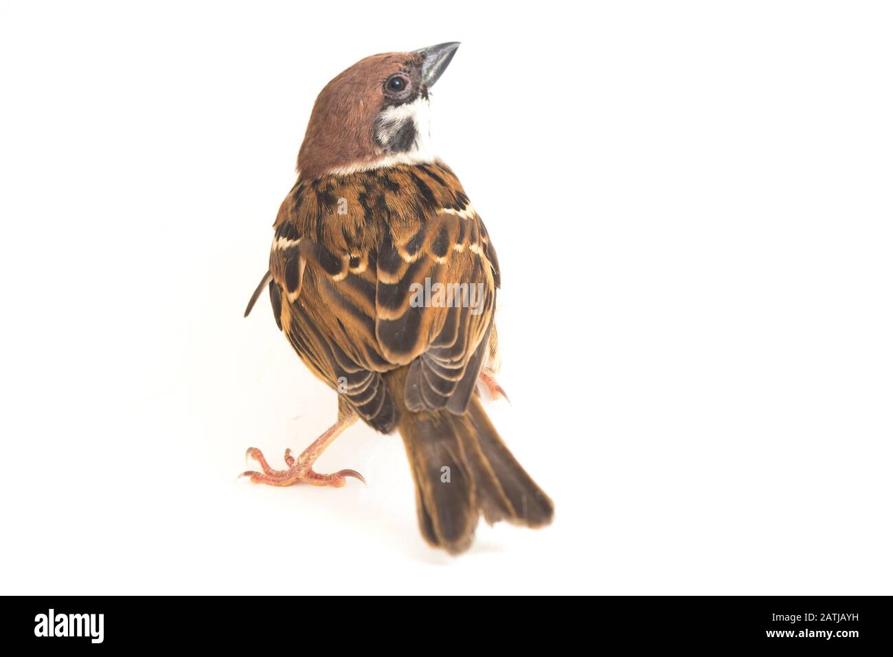Les sparrows du vieux monde sont une famille de petits oiseaux de passereaux. Ils sont également appelés véritables sparws, isolés sur fond blanc Banque D'Images