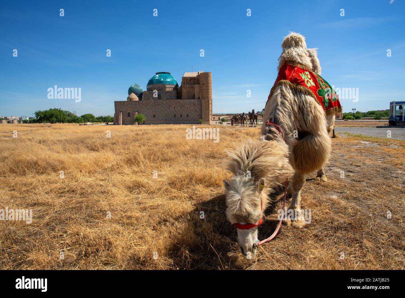 Chameau Au Mausolée De Khoja Ahmed Yasawi Turkestan Kazakhstan. Banque D'Images