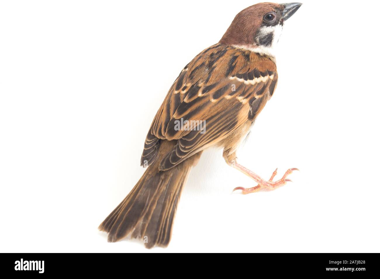 Les sparrows du vieux monde sont une famille de petits oiseaux de passereaux. Ils sont également appelés véritables sparws, isolés sur fond blanc Banque D'Images