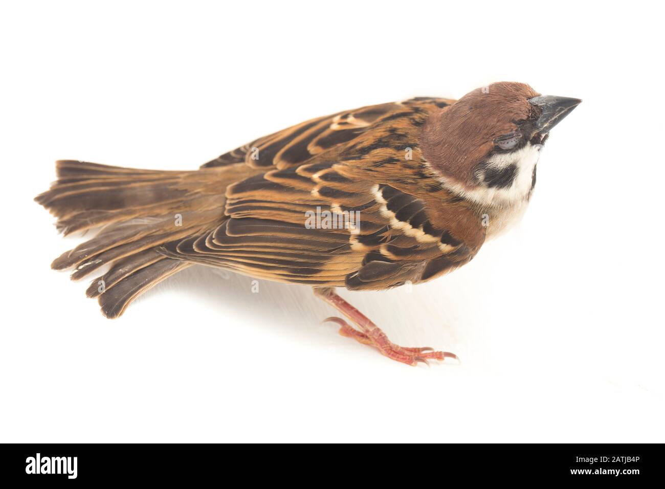 Les sparrows du vieux monde sont une famille de petits oiseaux de passereaux. Ils sont également appelés véritables sparws, isolés sur fond blanc Banque D'Images