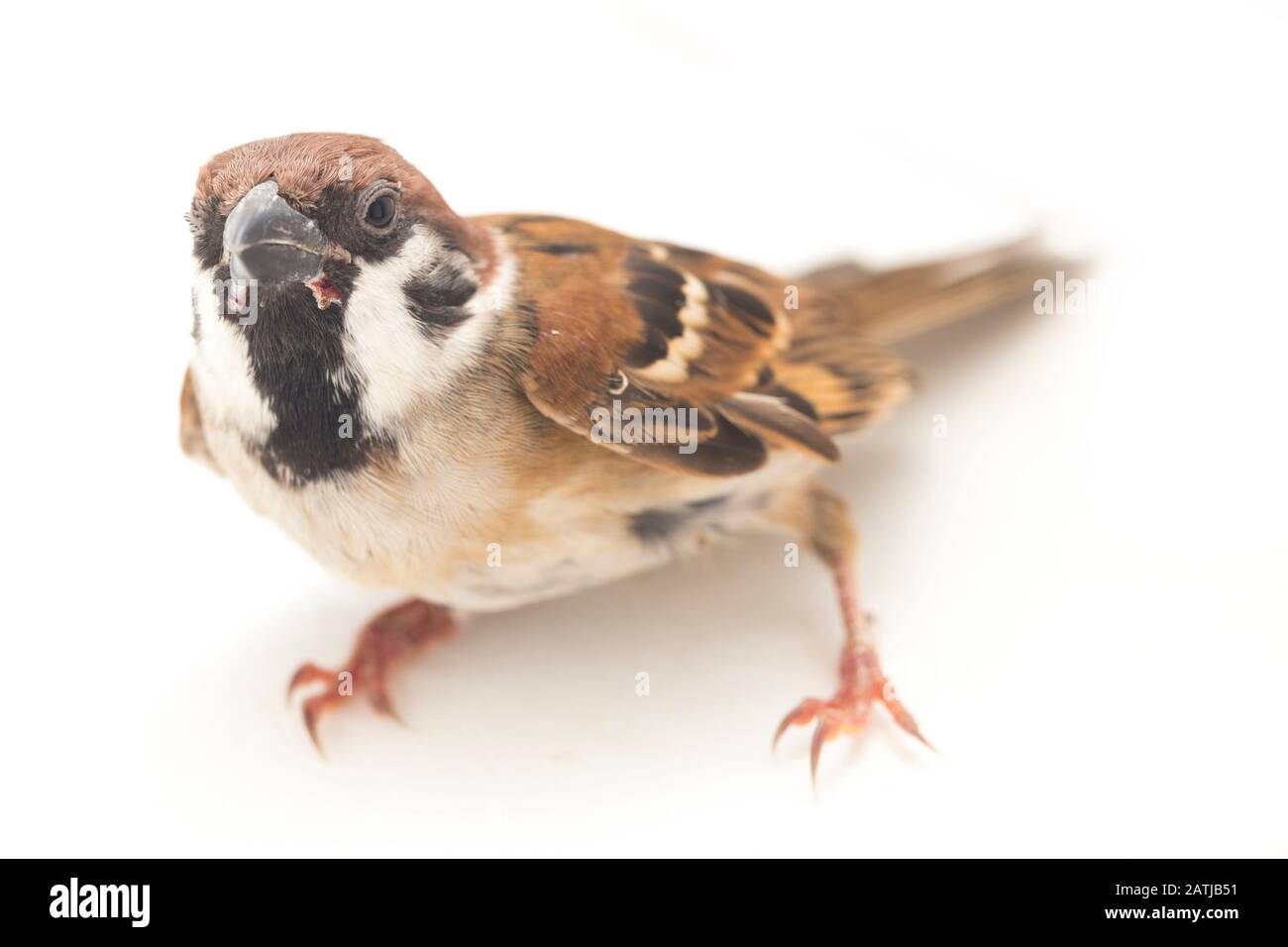 Les sparrows du vieux monde sont une famille de petits oiseaux de passereaux. Ils sont également appelés véritables sparws, isolés sur fond blanc Banque D'Images