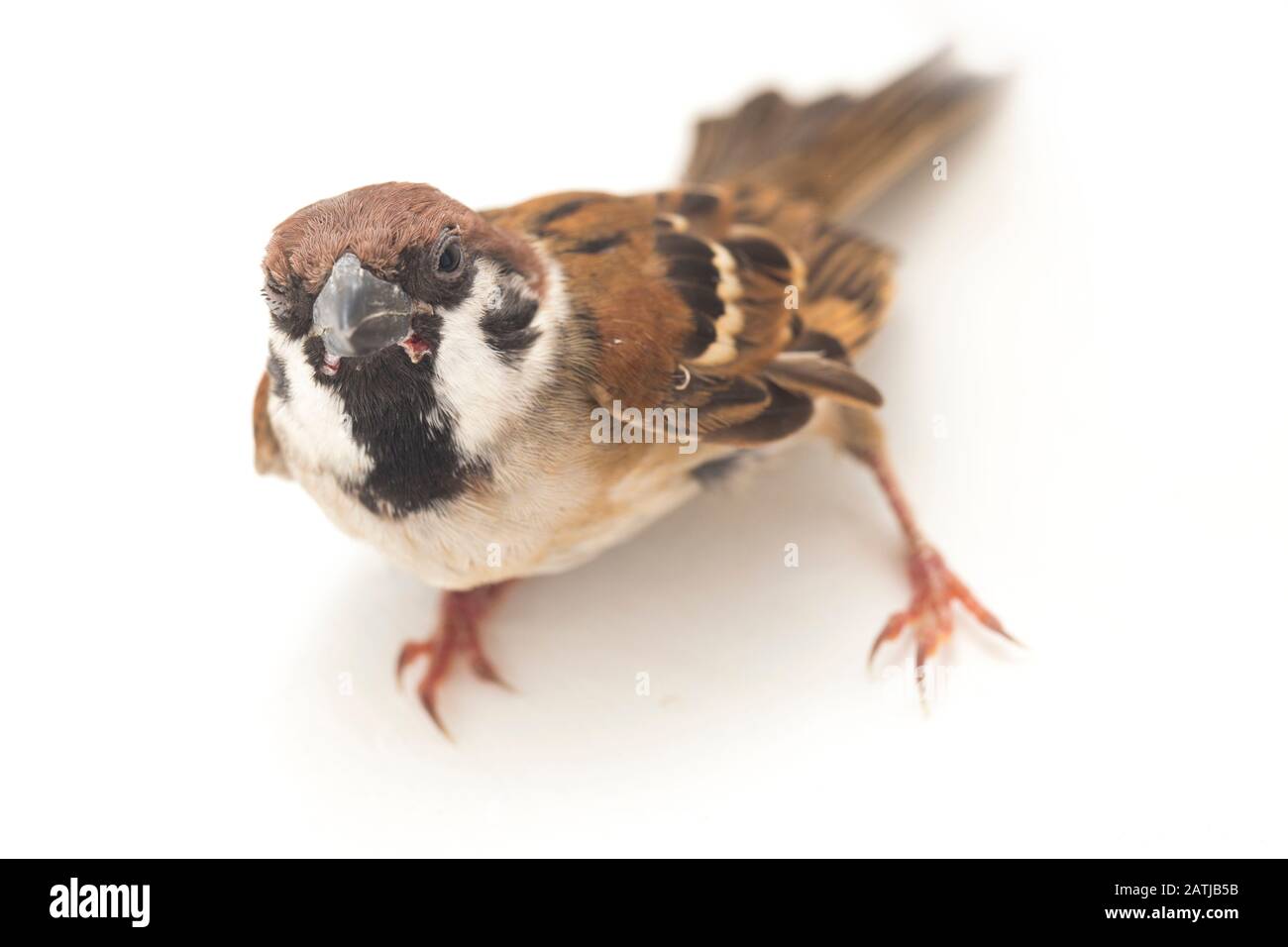 Les sparrows du vieux monde sont une famille de petits oiseaux de passereaux. Ils sont également appelés véritables sparws, isolés sur fond blanc Banque D'Images
