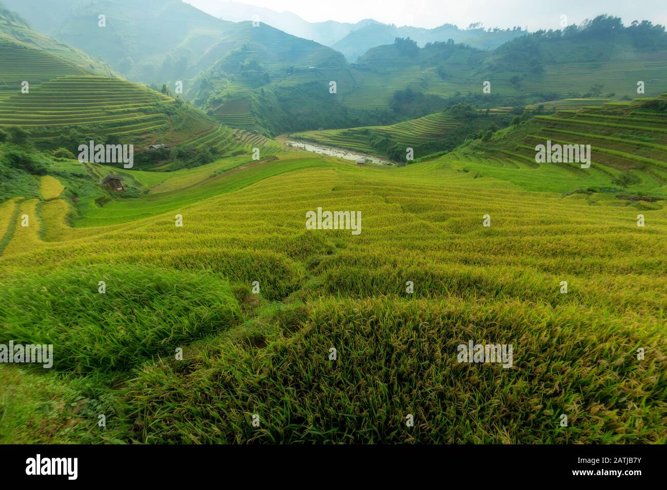 MU Cang Chai Vietnam Le beau champ de riz vert en terrasses. Banque D'Images