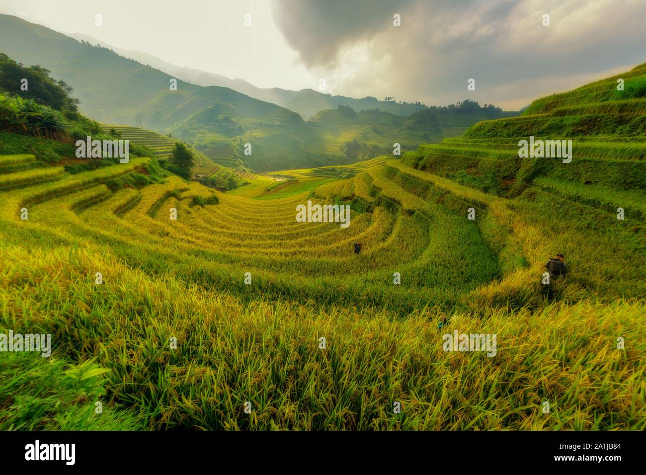 MU Cang Chai Vietnam Le beau champ de riz mitoyen le meilleur point de repère de l'Asie. Banque D'Images
