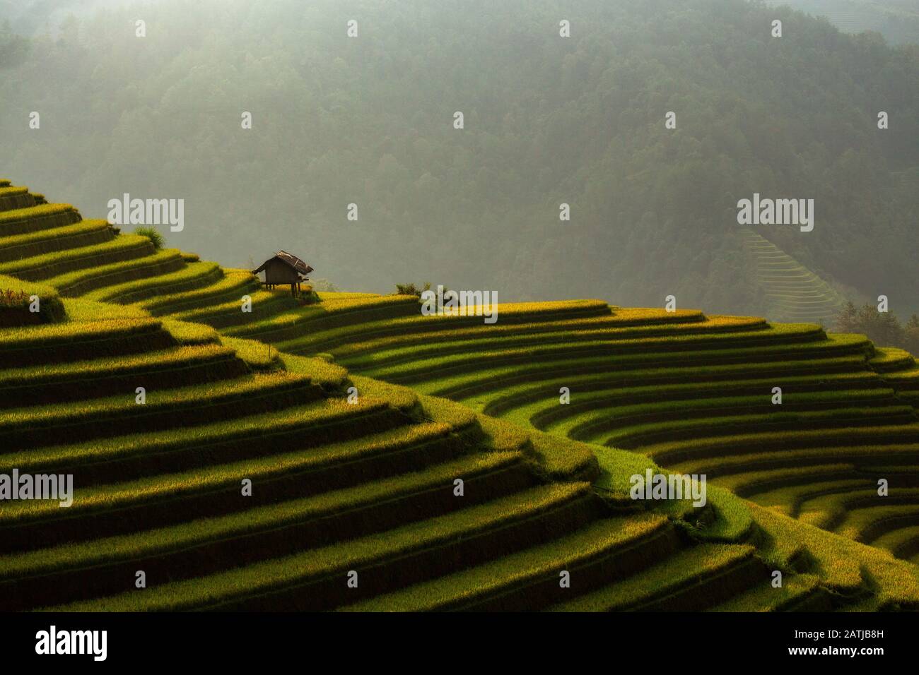 Vietnam. Le champ de riz mitoyen sur la montagne belle vue sur le paysage à Mu Cang Chai Vietnam. Banque D'Images
