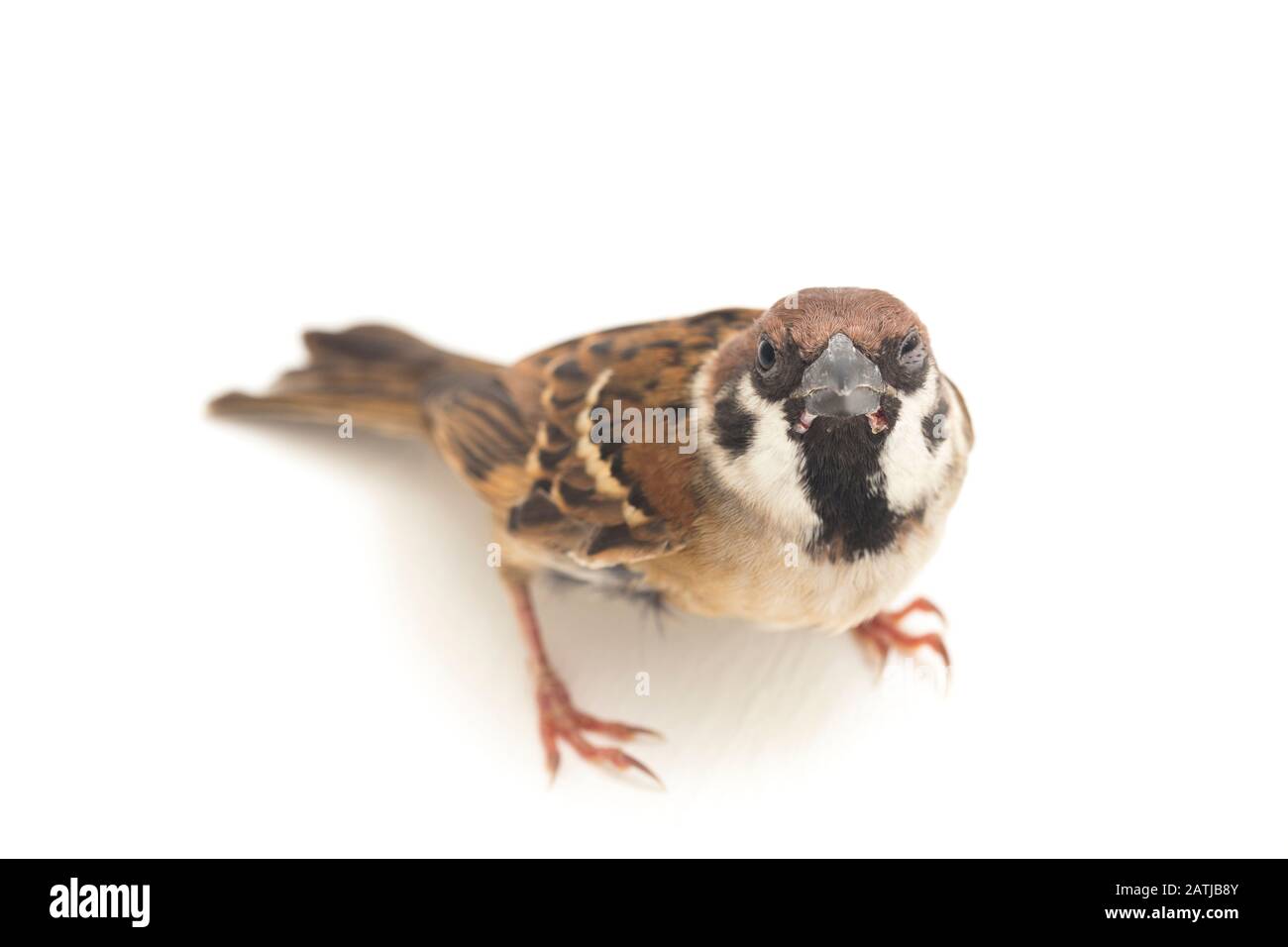 Les sparrows du vieux monde sont une famille de petits oiseaux de passereaux. Ils sont également appelés véritables sparws, isolés sur fond blanc Banque D'Images