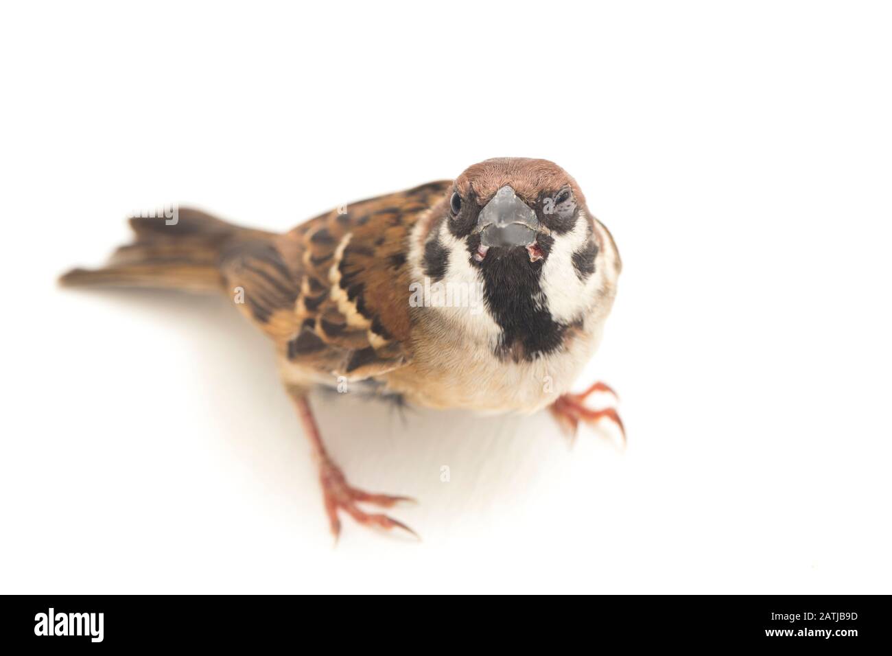 Les sparrows du vieux monde sont une famille de petits oiseaux de passereaux. Ils sont également appelés véritables sparws, isolés sur fond blanc Banque D'Images