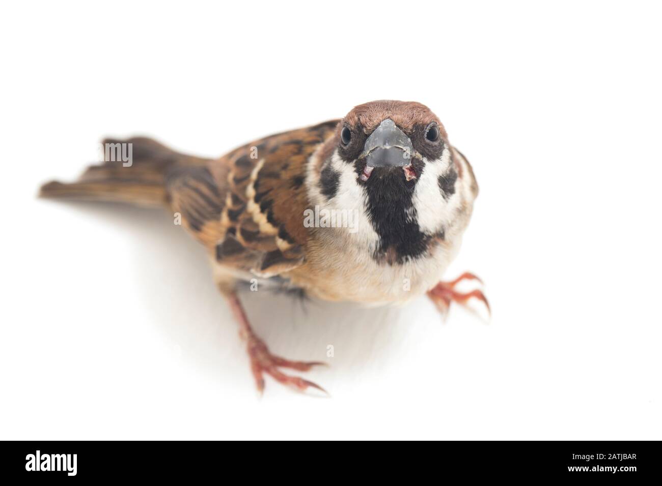 Les sparrows du vieux monde sont une famille de petits oiseaux de passereaux. Ils sont également appelés véritables sparws, isolés sur fond blanc Banque D'Images