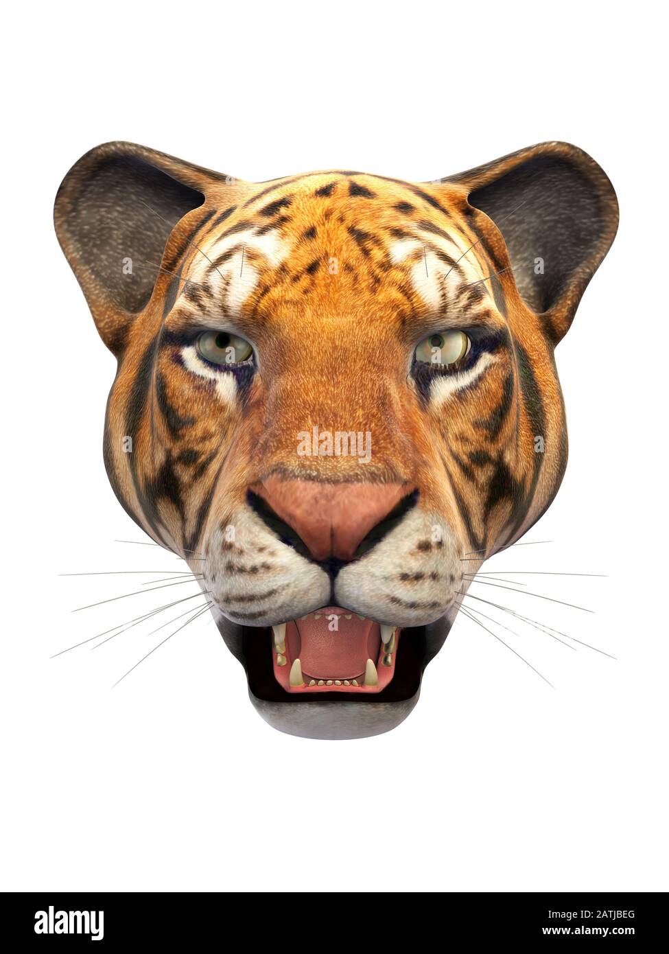 Tête de tigre, animal sauvage isolé sur fond blanc Banque D'Images