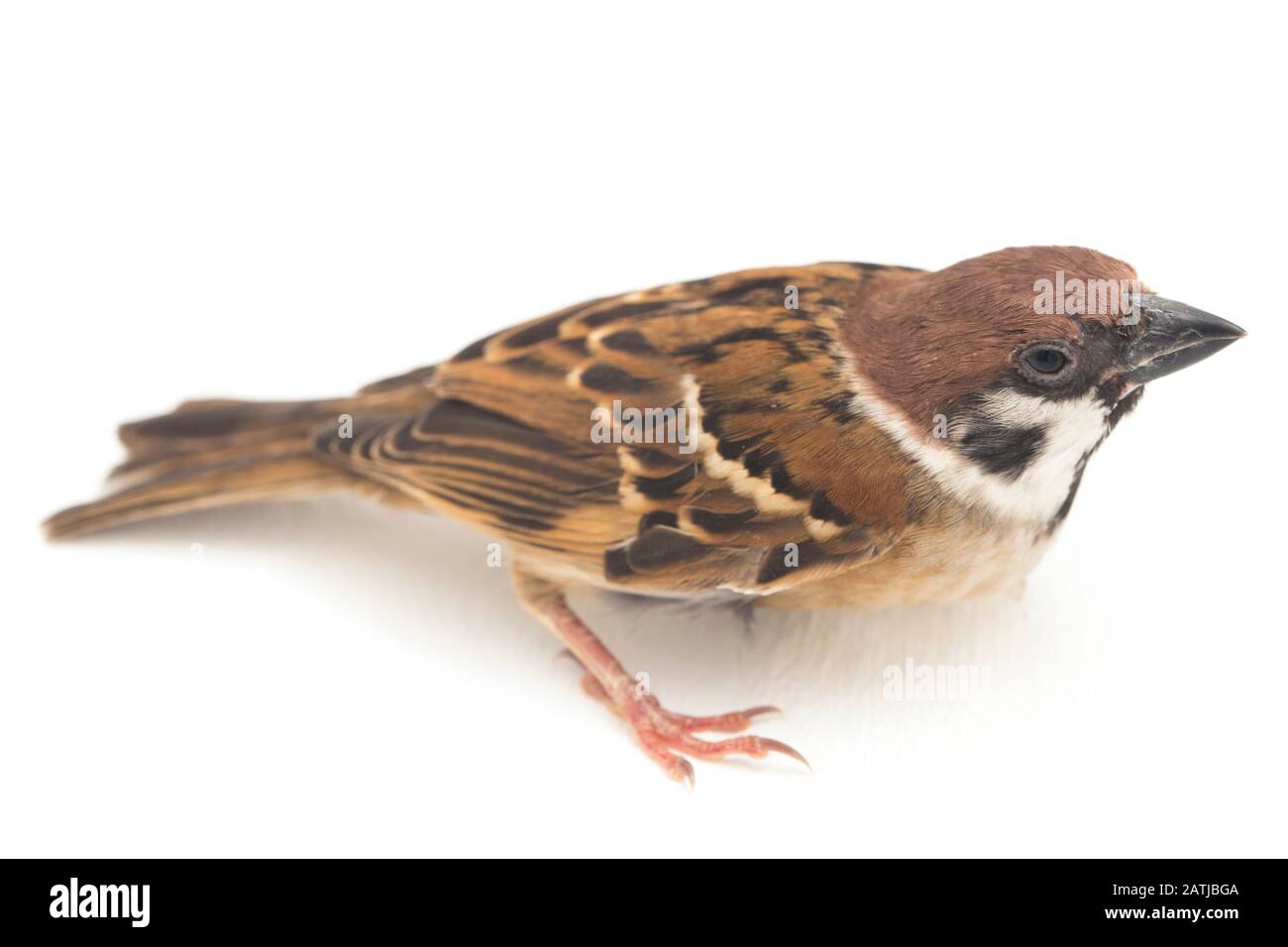 Les sparrows du vieux monde sont une famille de petits oiseaux de passereaux. Ils sont également appelés véritables sparws, isolés sur fond blanc Banque D'Images