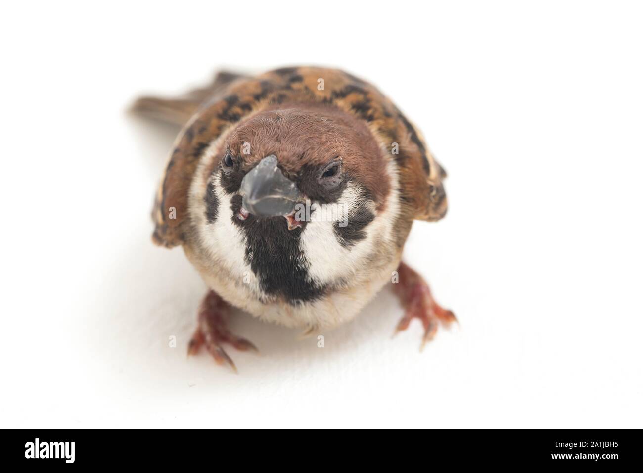 Les sparrows du vieux monde sont une famille de petits oiseaux de passereaux. Ils sont également appelés véritables sparws, isolés sur fond blanc Banque D'Images