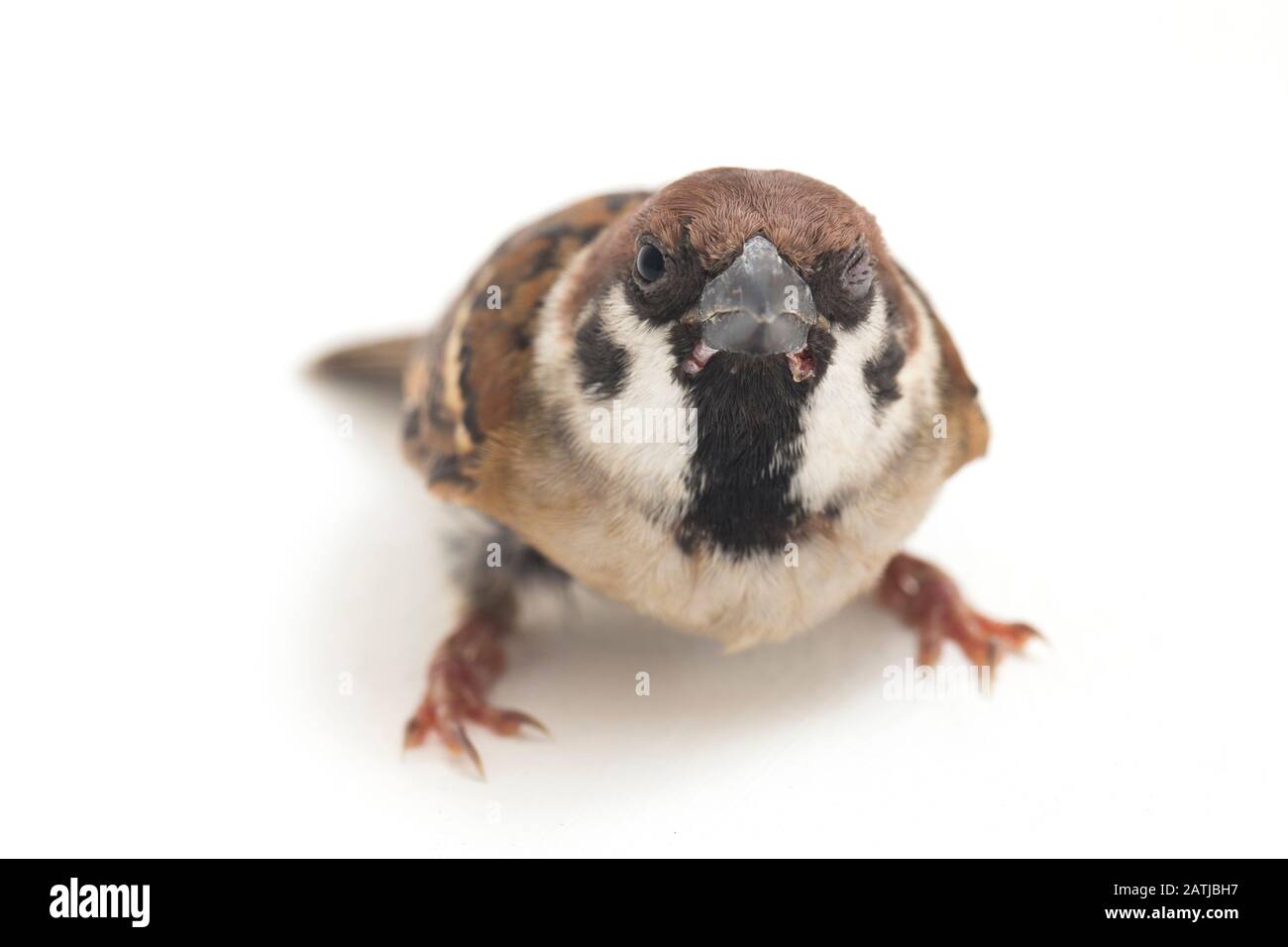Les sparrows du vieux monde sont une famille de petits oiseaux de passereaux. Ils sont également appelés véritables sparws, isolés sur fond blanc Banque D'Images