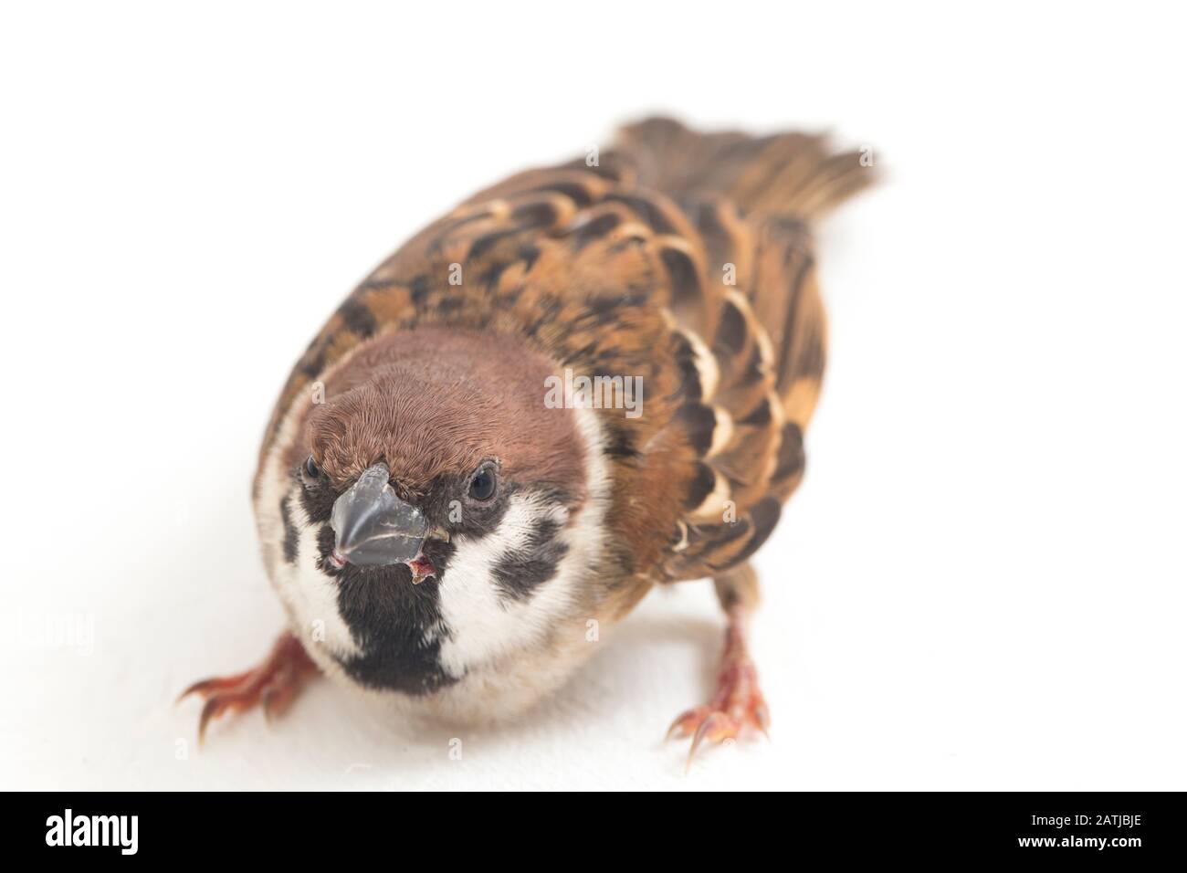 Les sparrows du vieux monde sont une famille de petits oiseaux de passereaux. Ils sont également appelés véritables sparws, isolés sur fond blanc Banque D'Images