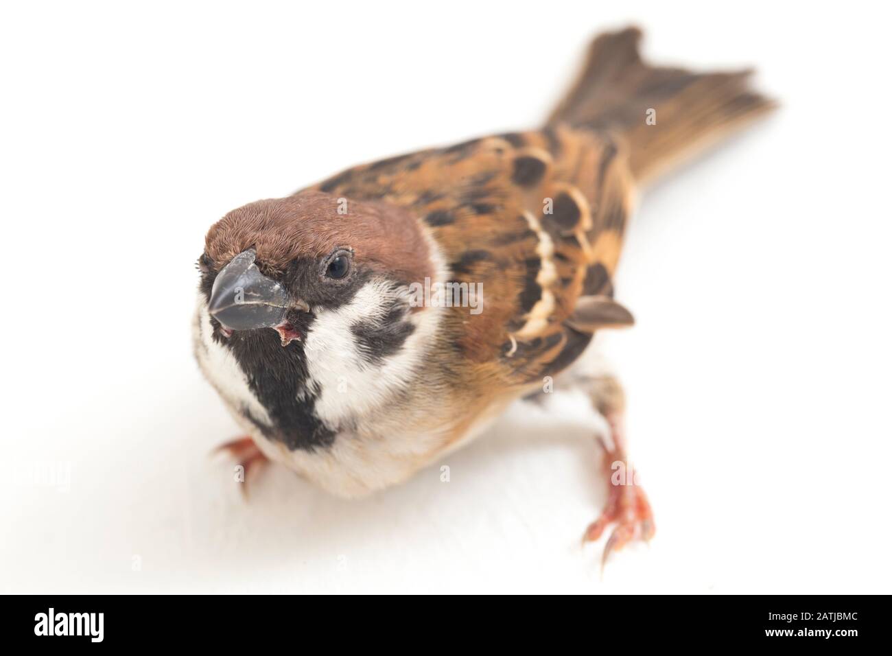 Les sparrows du vieux monde sont une famille de petits oiseaux de passereaux. Ils sont également appelés véritables sparws, isolés sur fond blanc Banque D'Images