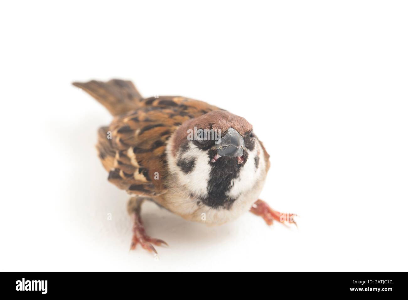 Les sparrows du vieux monde sont une famille de petits oiseaux de passereaux. Ils sont également appelés véritables sparws, isolés sur fond blanc Banque D'Images
