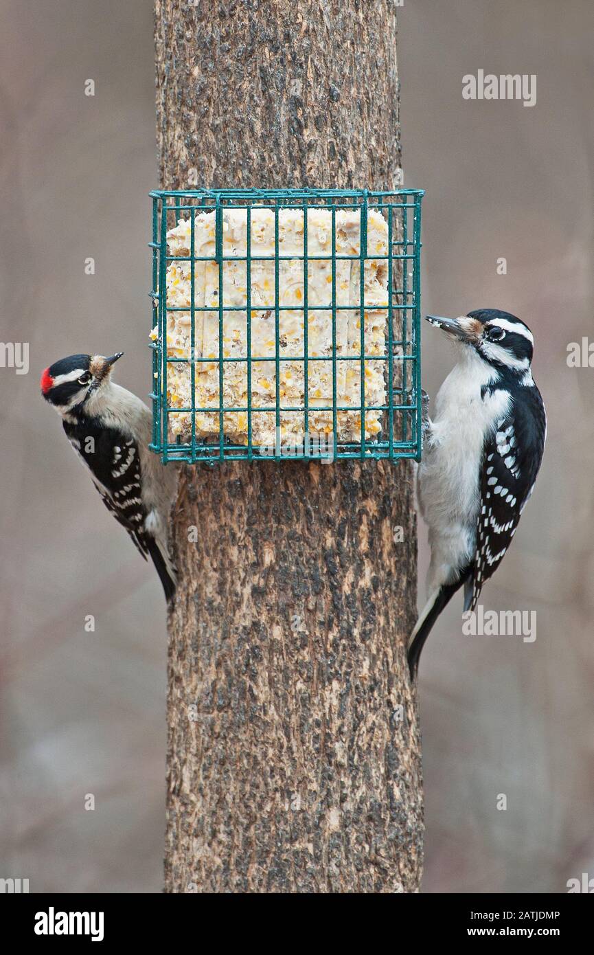 Comparaison des bois de morceuse et des bois de morceuse se nourrissant sur le suet Banque D'Images