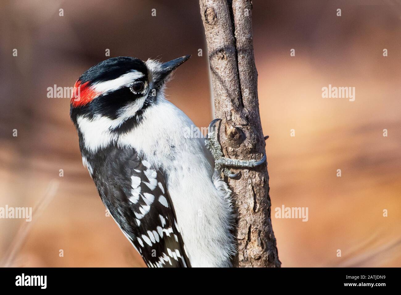 Gros plan sur le pic de bois vers le bas Banque D'Images