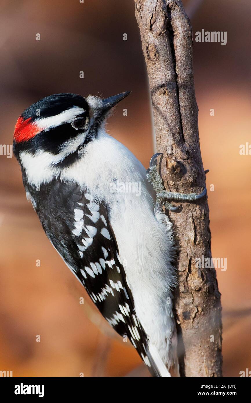 Gros plan sur le pic de bois vers le bas Banque D'Images