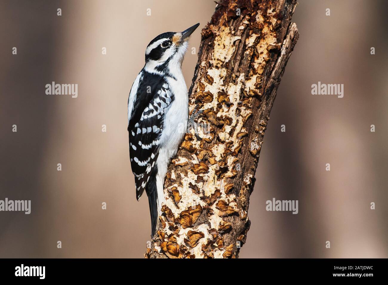 Pic chevelu femelle Banque D'Images