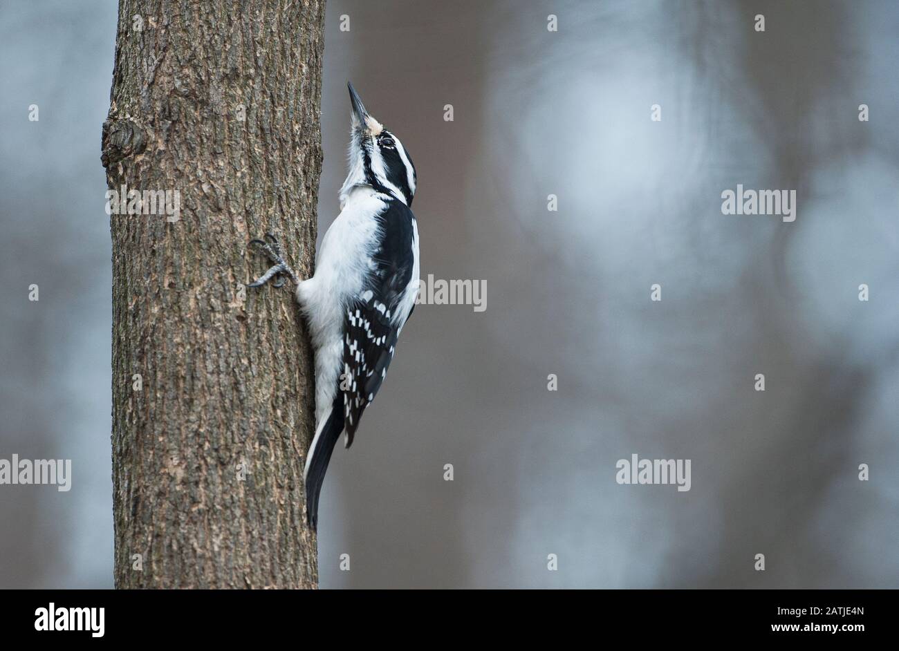 Pic chevelu mâle Banque D'Images